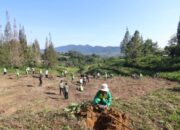 Peringati Hari Lingkungan Hidup Sedunia, Pemkab Pakpak Bharat Tanam Pohon Serentak