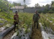 Lewat Komsos, Babinsa Koramil 1710-03/Kuala Kencana Kopda Arif Teguh Motivasi Petani Cabe Binaan