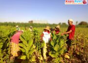 Dinas Pertanian Sumenep Dorong Anak Muda Produktif Di Dunia Pertanian