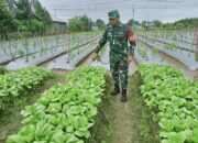 Babinsa Koramil 02/Timika Melaksanakan Pendampingan Ketahanan Pangan Kepada Petani Sayur