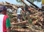 Babinsa Koramil Mapurujaya dan Warga Gotong Royong Bersihkan Pohon Tumbang