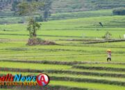 Dugaan Korupsi Cetak Sawah Fiktif Distan Belu Ternyata Ada di Dua Titik; Penyidik Pastikan Segera Panggil Yang Diduga Tersangka RA