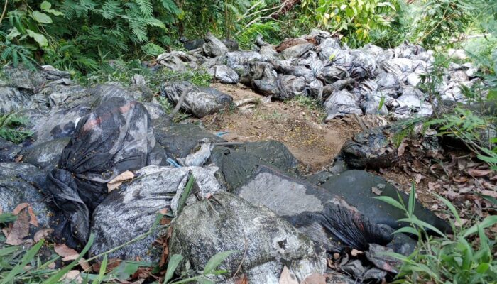 Heboh……. Limbah Batu Bara Berserakan Di Tanah Perhutani.