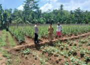 Bhabinkamtibmas Polsek Cimarga Polres Lebak Berikan Semangat, Motivasi Dan Koordinasi Bersama Kelompok Tani Mekarmulya Cimarga