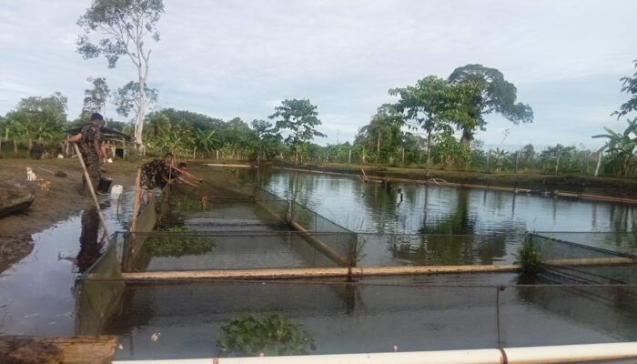 Wujudkan Ketahanan Pangan, Korem 012/TU Budidaya Benih Ikan Nila