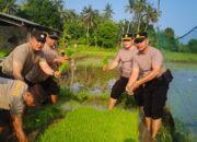 Kembali Eksis, Polsek Kawasan Pelabuhan Gilimanuk Tanam Padi Bersama Masyarakat Di Desa Baluk