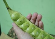Petai: Si Hijau yang Kaya Manfaat