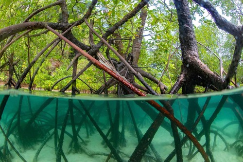 Ilustrasi Mangrove Ecosystems in Indonesia