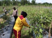 Bentuk Dukungan Ketahanan Pangan, Polwan Polres Pulang Pisau Bantu Petani Panen Sayur