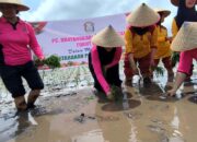 Dukung Ketahanan Pangan, Bhayangkari dan Polwan Polres Pulpis Turun ke Sawah Bantu Petani Tanam Padi