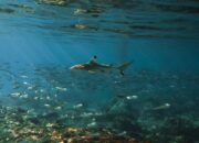 Banwa Private Island, One of Only 10 Places in Philippines Declared as Important Shark and Ray Areas