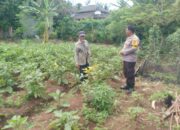 Bhabinkamtibmas Polsek Anyar Bersama Kelompok Tani Mengecek Tanaman Sayur