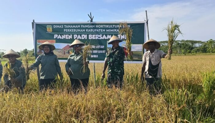 Dukung Ketahanan Pangan, Dandim 1710/Mimika Hadiri Panen Padi Bersama Distan Kab. Mimika