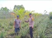 Polsek Timpah Melaksanakan Pengecekan Pemanfaatan Lahan Pekarangan Warga Desa Danau Pantau