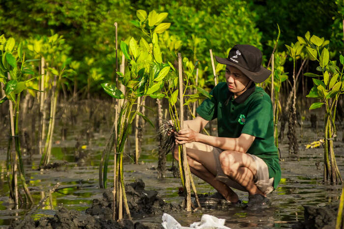 Usaha Konservasi Mangrove di Teluk Benoa oleh LindungiHutan dan Bendega