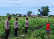 Dorong Swasembada Pangan, Bhabinkamtibmas Polsek Sebangau Kuala Sambangi Petani Jagung