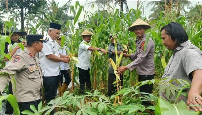 Mendukung Asta Cita Presiden Republik Indonesia, Kapolsek Purwakarta bersama Unsur Muspika melaksanakan Panen Jagung