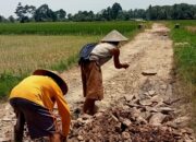 Bersama Warganya Kades Idaman – Patia Perbaiki Jalan Perkampungan Jelang Idul Fitri