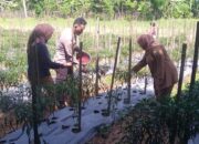 Bhabinkamtibmas Polsek Cmarga Polres Lebak Panen Cabai Bersama Kelompok Tani Margajaya Dukung Program Ketahanan Pangan
