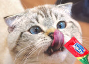 Cara Memberikan Treats Kucing yang Benar: Jangan Asal Kasih! 6 Cara Memberikan Treats Kucing yang Benar: Jangan Asal Kasih!
