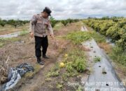Polsek Timpah Melaksanakan Pengecekan Pemanfaatan Lahan Pekarangan Warga Desa Aruk 7 Polsek Timpah Melaksanakan Pengecekan Pemanfaatan Lahan Pekarangan Warga Desa Aruk