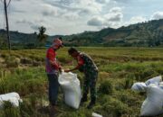 Panen Bersama Poktan Bolong Ijo, Babinsa Tunjukkan Komitmen TNI pada Pertanian