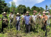 Kepala Bakamla RI Panen Kacang Tanah di Karangasem Bali