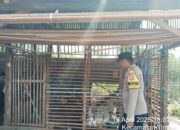 Polsek Timpah Melaksanakan Pengecekan Pemanfaatan Lahan Pekarangan Warga Desa Danau Pantau 23 Polsek Timpah Melaksanakan Pengecekan Pemanfaatan Lahan Pekarangan Warga Desa Danau Pantau