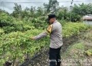 Polsek Timpah Melaksanakan Pengecekan Pemanfaatan Lahan Pekarangan Warga Desa Timpah 9 Polsek Timpah Melaksanakan Pengecekan Pemanfaatan Lahan Pekarangan Warga Desa Timpah