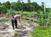 Anggota Polsek Kapuas Tengah Melaksanakan Pengecekan Pemanfaatan Lahan Pekarangan Warga Desa Pujon. 4 Anggota Polsek Kapuas Tengah Melaksanakan Pengecekan Pemanfaatan Lahan Pekarangan Warga Desa Pujon.