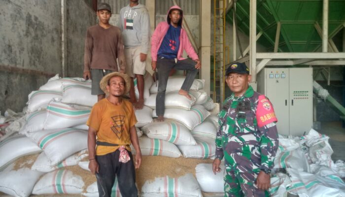‎Dukung Ketahanan Pangan, Babinsa Koramil 1607-03/Ropang Aktif Dampingi Petani