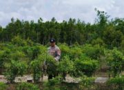 Anggota Kepolisian Sektor Kapuas Tengah Melaksanakan Pengecekan Pemanfaatan Lahan Pekarangan Warga Desa Pujon.
