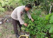 Bhabinkamtibmas Polsek Laung Tuhup Manfaatkan Perkarangan Rumah Tanam Sayuran 6 Bhabinkamtibmas Polsek Laung Tuhup Manfaatkan Perkarangan Rumah Tanam Sayuran
