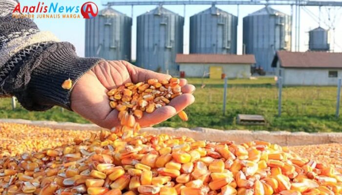 Pengusaha Jagung di Sumbawa Angkat Bicara: HPP Tidak Realistis, NTB Terancam Krisis Penyerapan