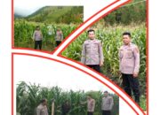 Kesiapan Panen Jagung Polres Samosir Dalam Mendukung Program Ketahanan Pangan