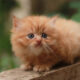 Kitten Persia Suka Apa? Tips Membuatnya Nyaman di Rumah
