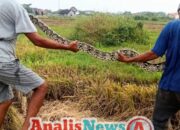 Seekor Ular Piton Lepas, Warga Sidowayah Dihimbau Waspada
