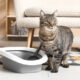 Cara Efektif Menggunakan Litter Box Kucing Jenis Terbuka di Dalam Rumah