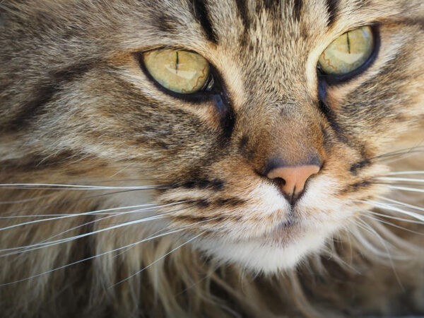 Cara Membersihkan Mata Kucing