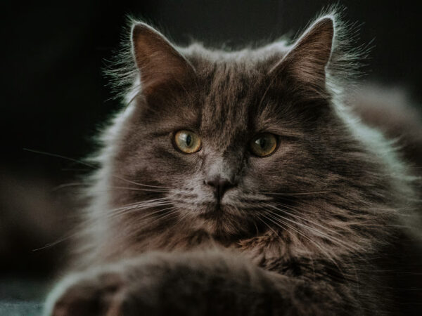 Kucing Maine Coon