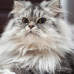 Tips Memilih Kandungan Shampo Kucing Untuk Kesehatan Bulu (1)