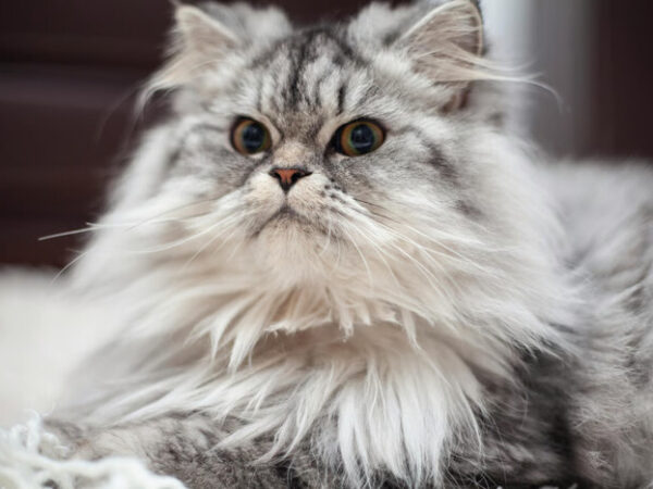 Tips Memilih Kandungan Shampo Kucing Untuk Kesehatan Bulu (1)