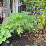 WhatsApp Image 2026 02 06 at 10.03.42