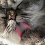 Fakta dan Fungsi Lidah Kucing Terasa Kasar (1)