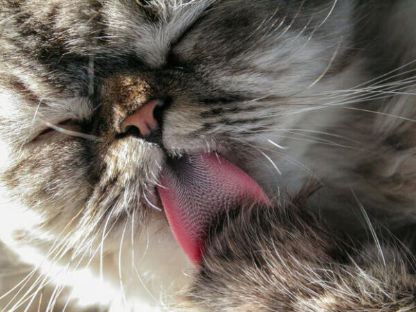 Fakta dan Fungsi Lidah Kucing Terasa Kasar (1)