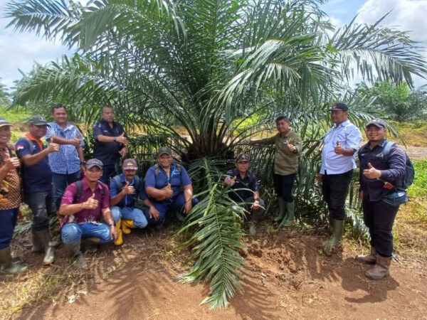 Holding Perkebunan Nusantara melalui PTPN IV