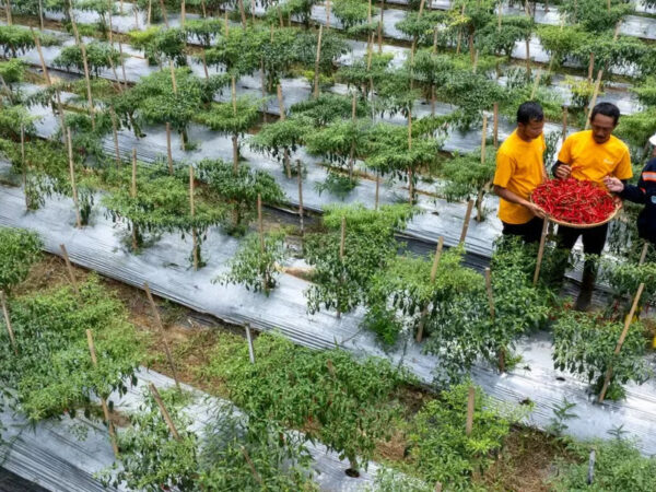 Ketika Mantan PETI Bersama sama Membangun Pongkor