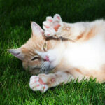 Makanan yang Bagus untuk Imunitas Kucing