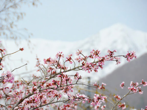 Otari Village Tourism Federation