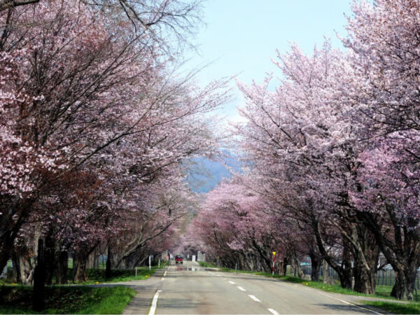 Rekomendasi Event Lari Maraton & Jalan Santai di Hokkaido (1)